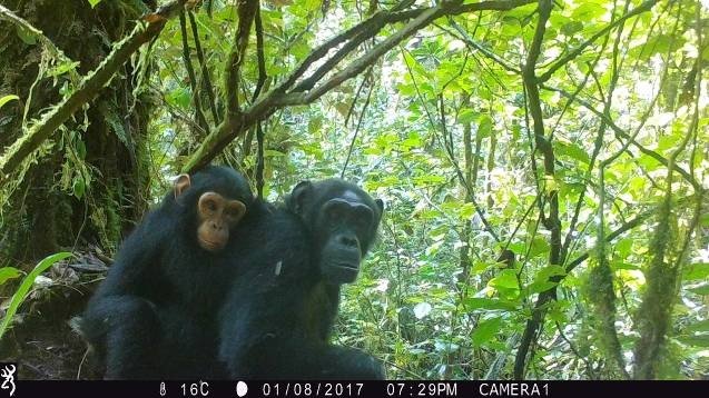 Réserve Naturelle d'Itombwe